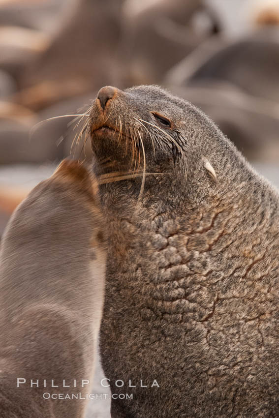 Antarctic Fur Seal Facts For Kids