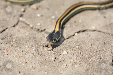 Baby Garter Snake Pictures