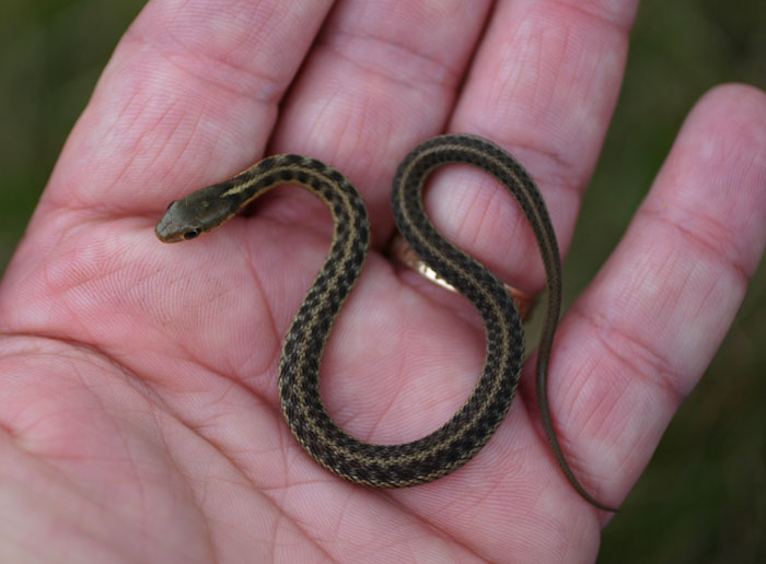 Baby Garter Snake Pictures