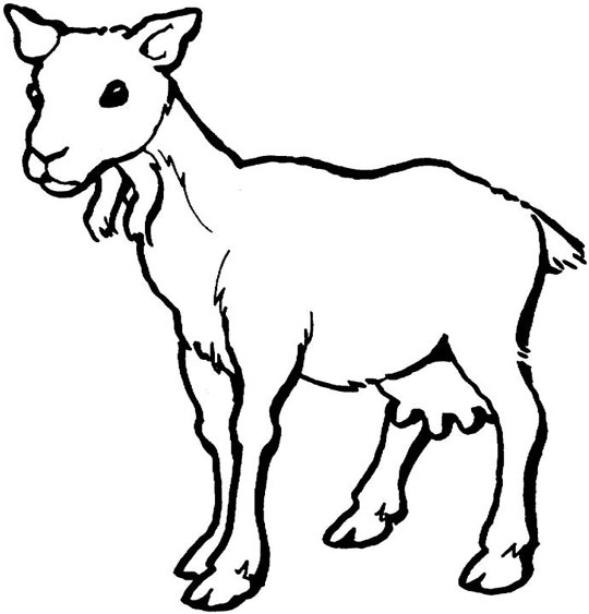 Baby Goat Cartoon