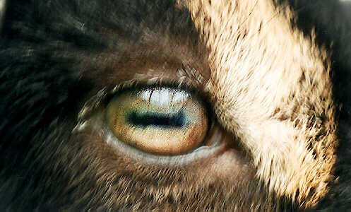 Blue Goat Eyes