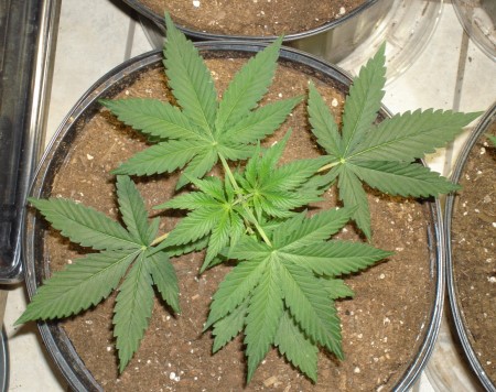 Early Weed Plant Stages