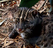 Fishing Cat Pictures