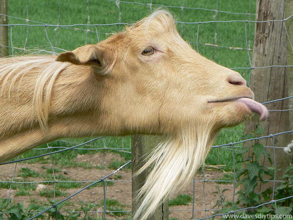 Funny Goat Face