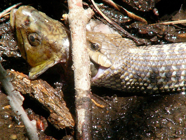 Garter Snake Eating Fish
