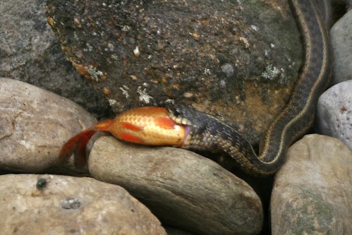 Garter Snake Eating Fish