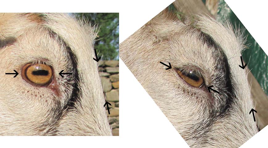 Goat Eyes Contact Lenses