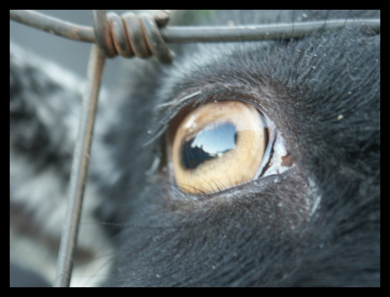Goat Eyes Pupils