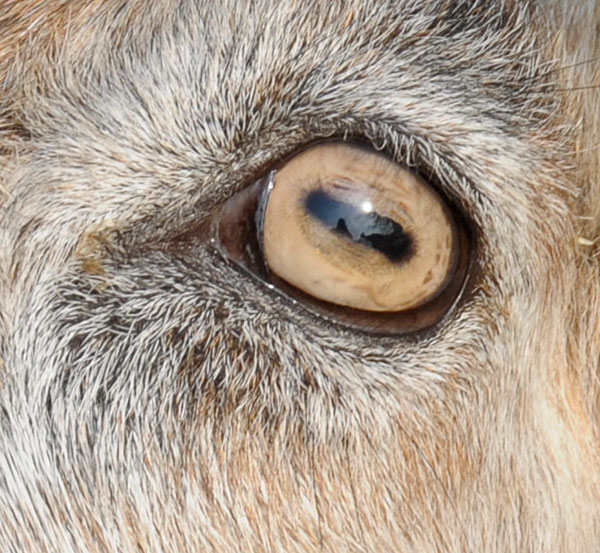 Goat Eyes Wikipedia