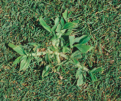 Lawn Weed Pictures And Names