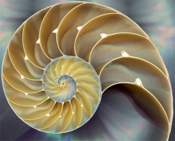 Nautilus Shell Fibonacci Sequence