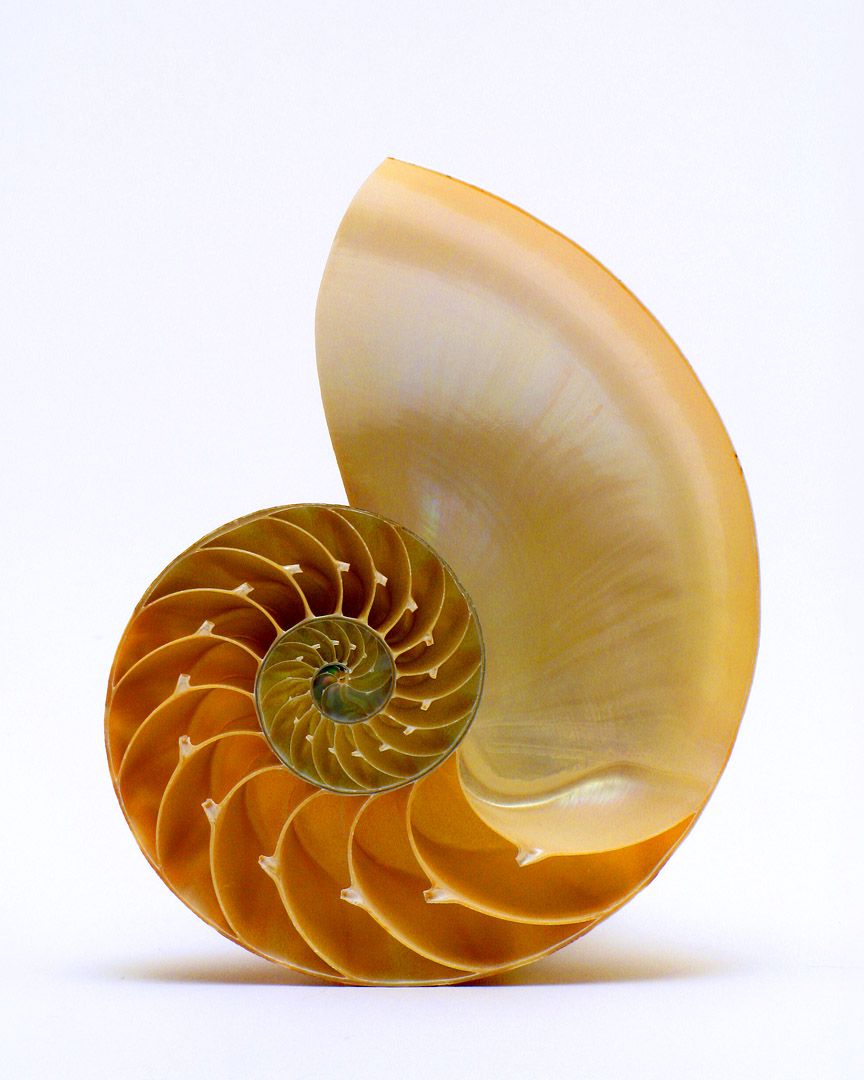 Nautilus Shell Logo