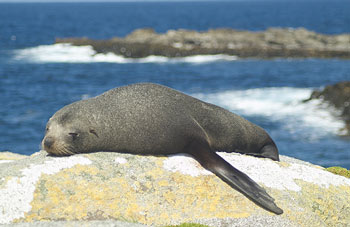 New Zealand Fur Seal Facts