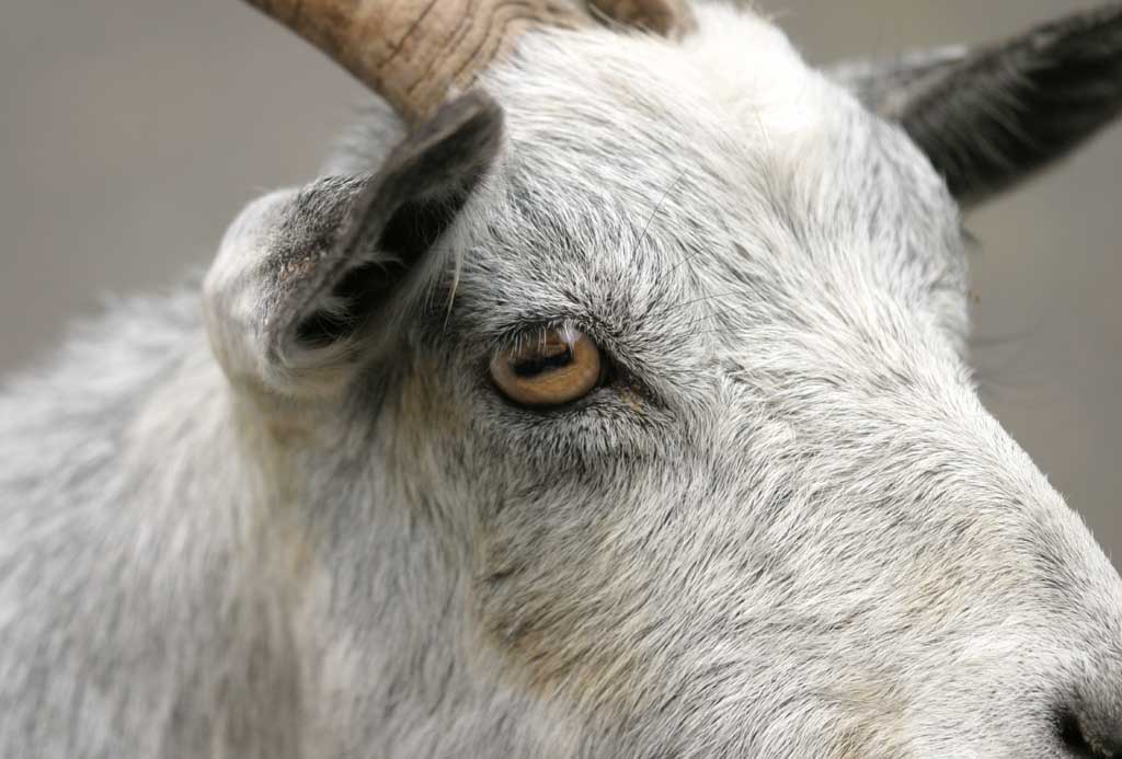 Picture Of Goat Eyes