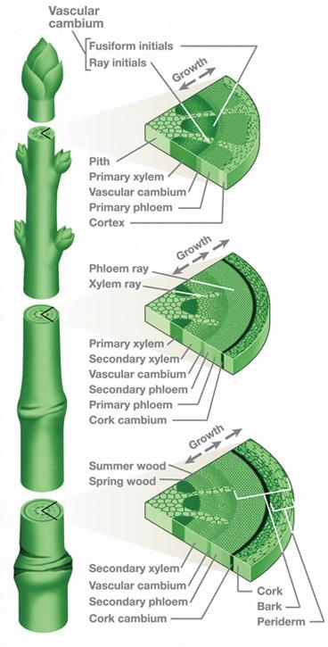 Plant Xylem Cells