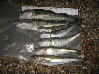 Sea Fishing Catch Reports Essex