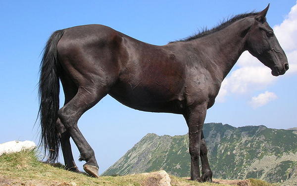 Smokey Black Horse Color