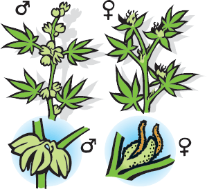 Stages Of A Weed Plant Pictures