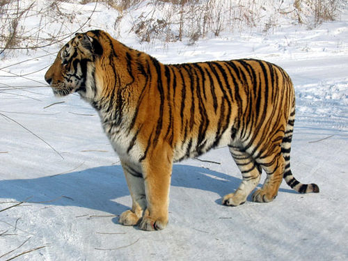 Tiger Cross Leopard