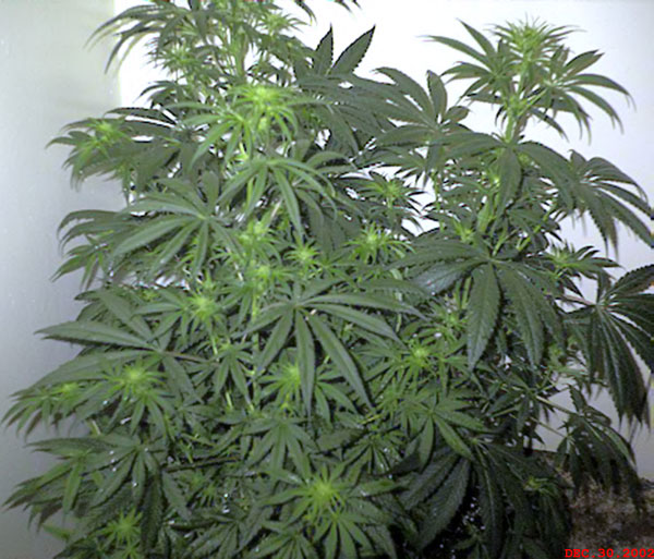 Weed Plant Pictures