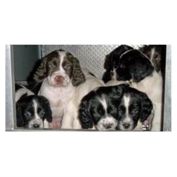 Working Spaniels For Sale Uk
