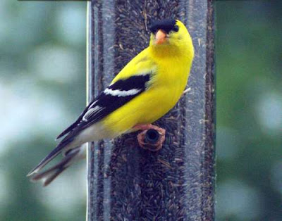 Yellow Finches Birds